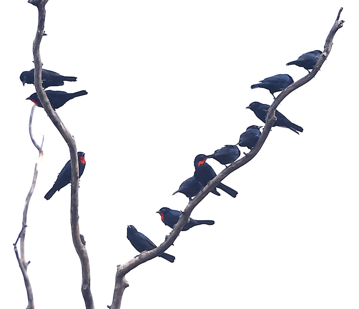 Scarlet-throated Tanager - ML639999292
