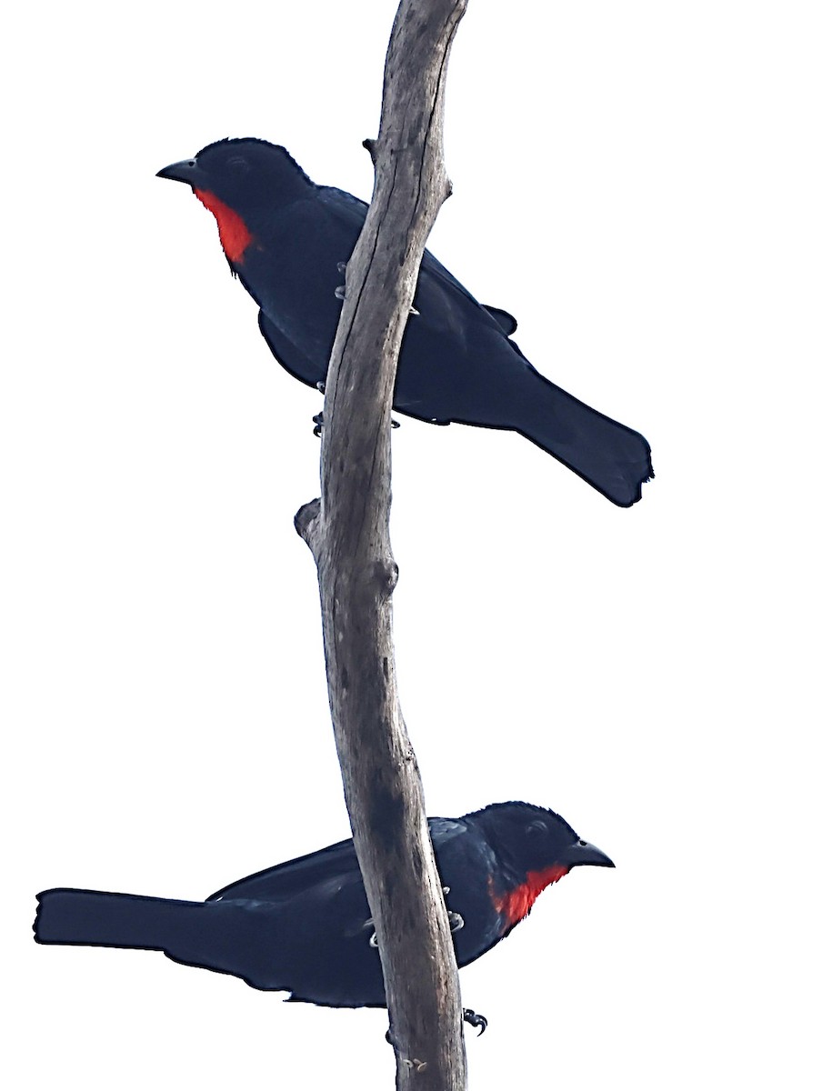 Scarlet-throated Tanager - ML639999296