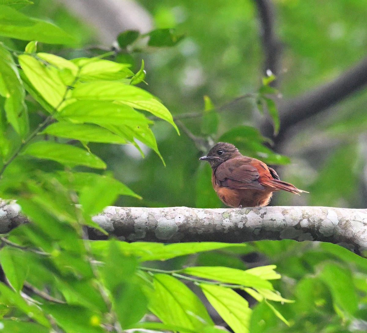 Rufous Flycatcher-Thrush - ML639999301