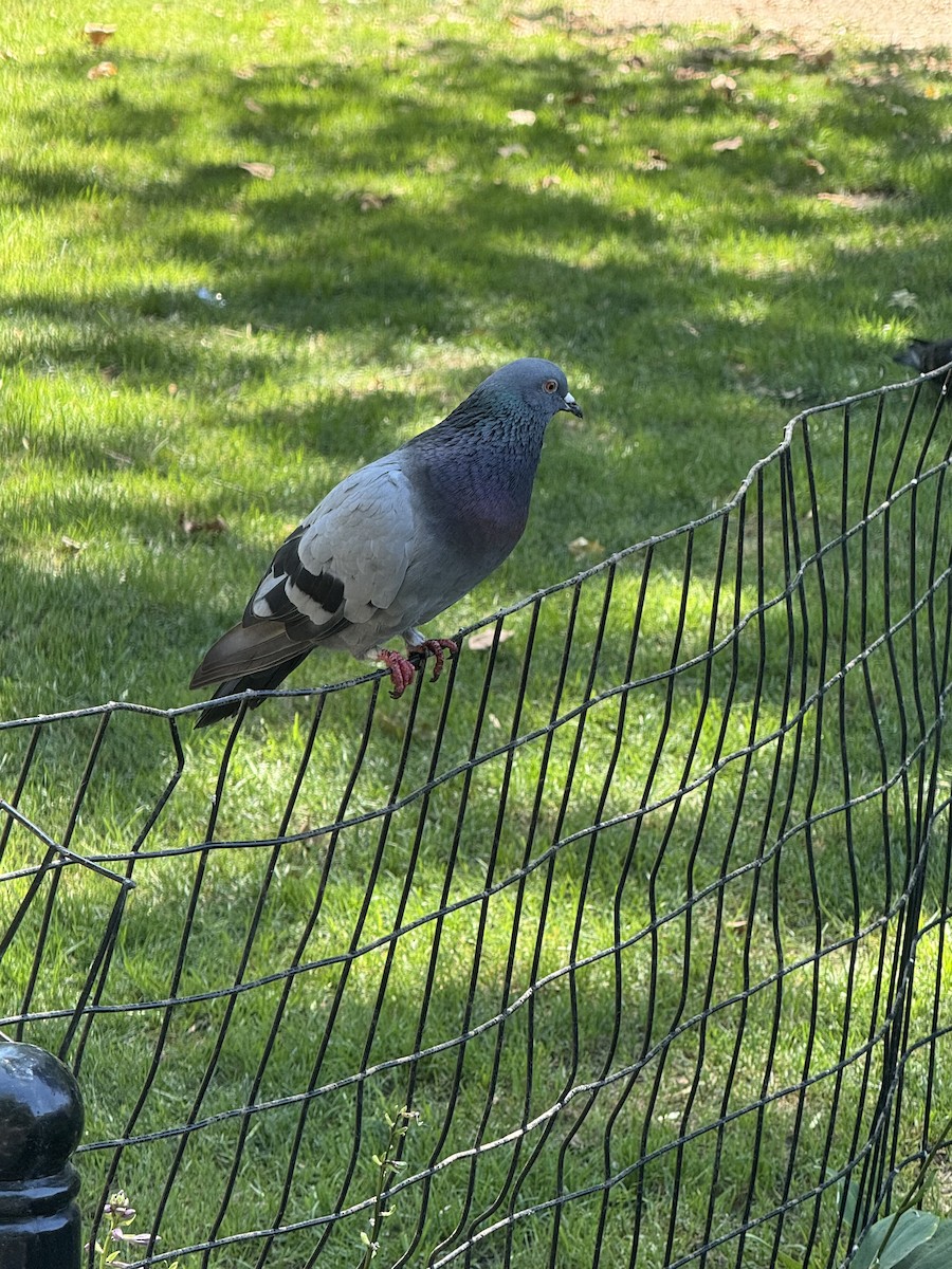 Rock Pigeon (Feral Pigeon) - ML639999332