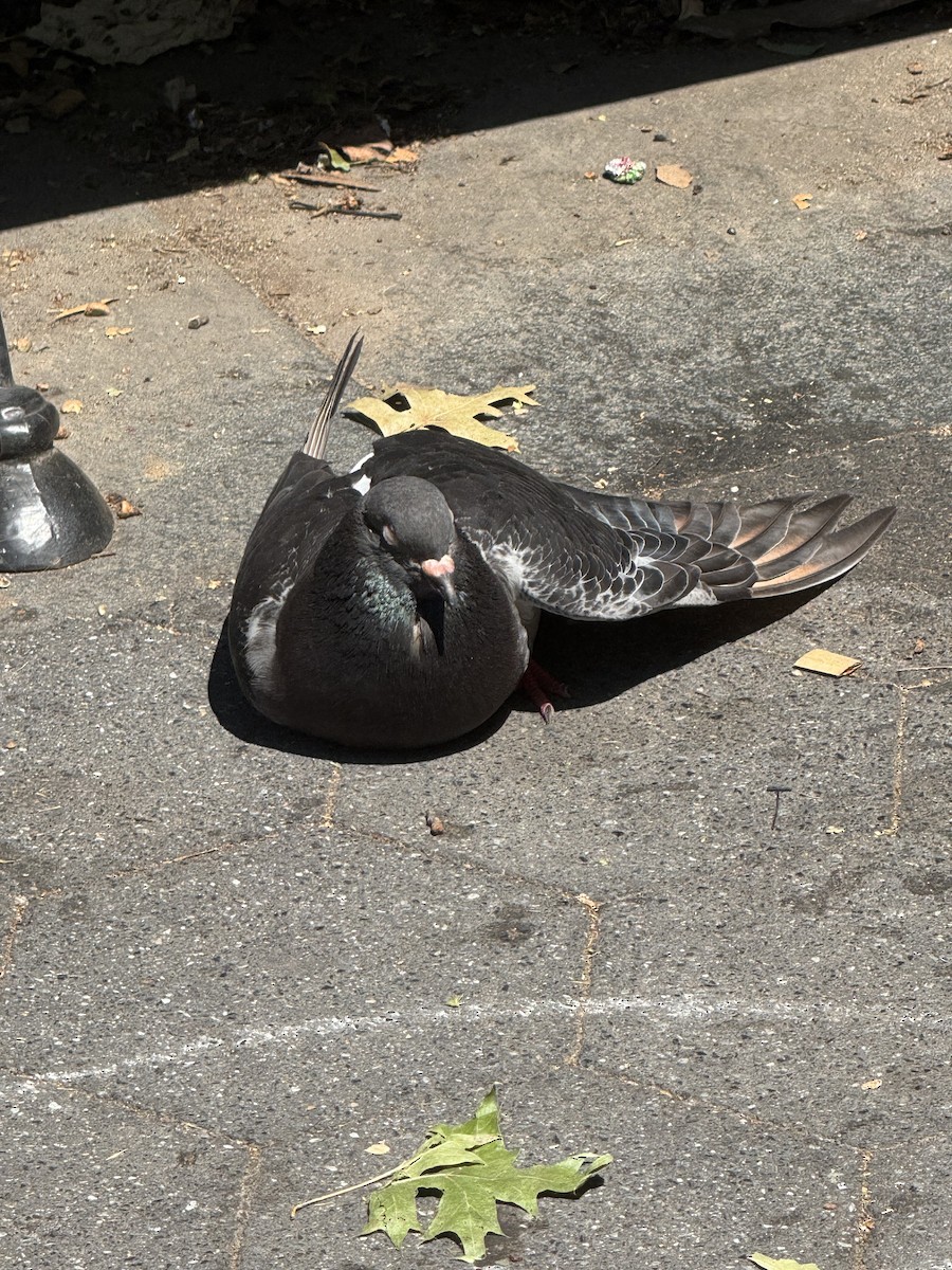Rock Pigeon (Feral Pigeon) - ML639999335