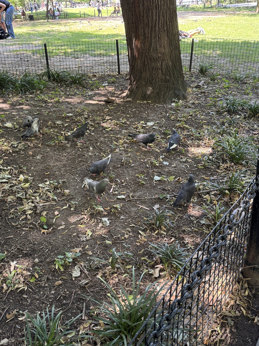 Rock Pigeon (Feral Pigeon) - ML639999336