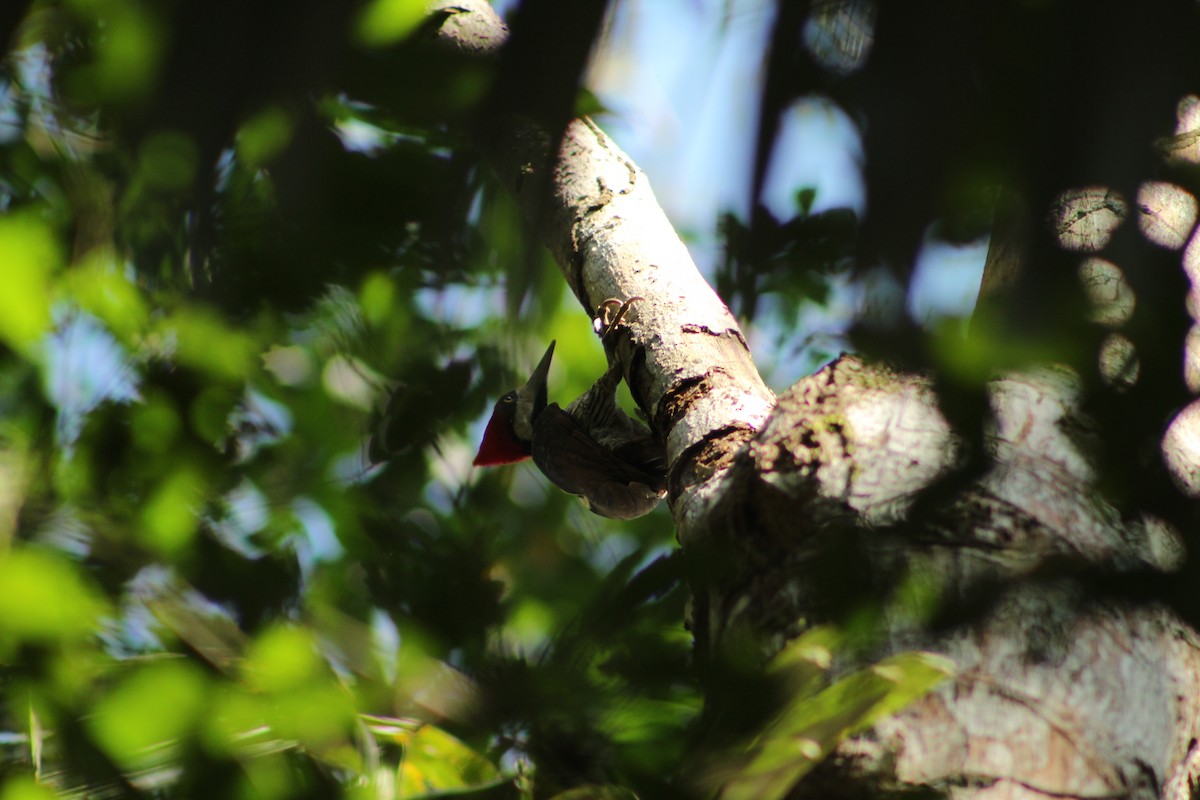 Crimson-crested Woodpecker - ML639999365