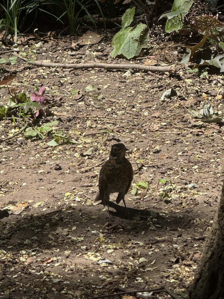 American Robin - ML639999377
