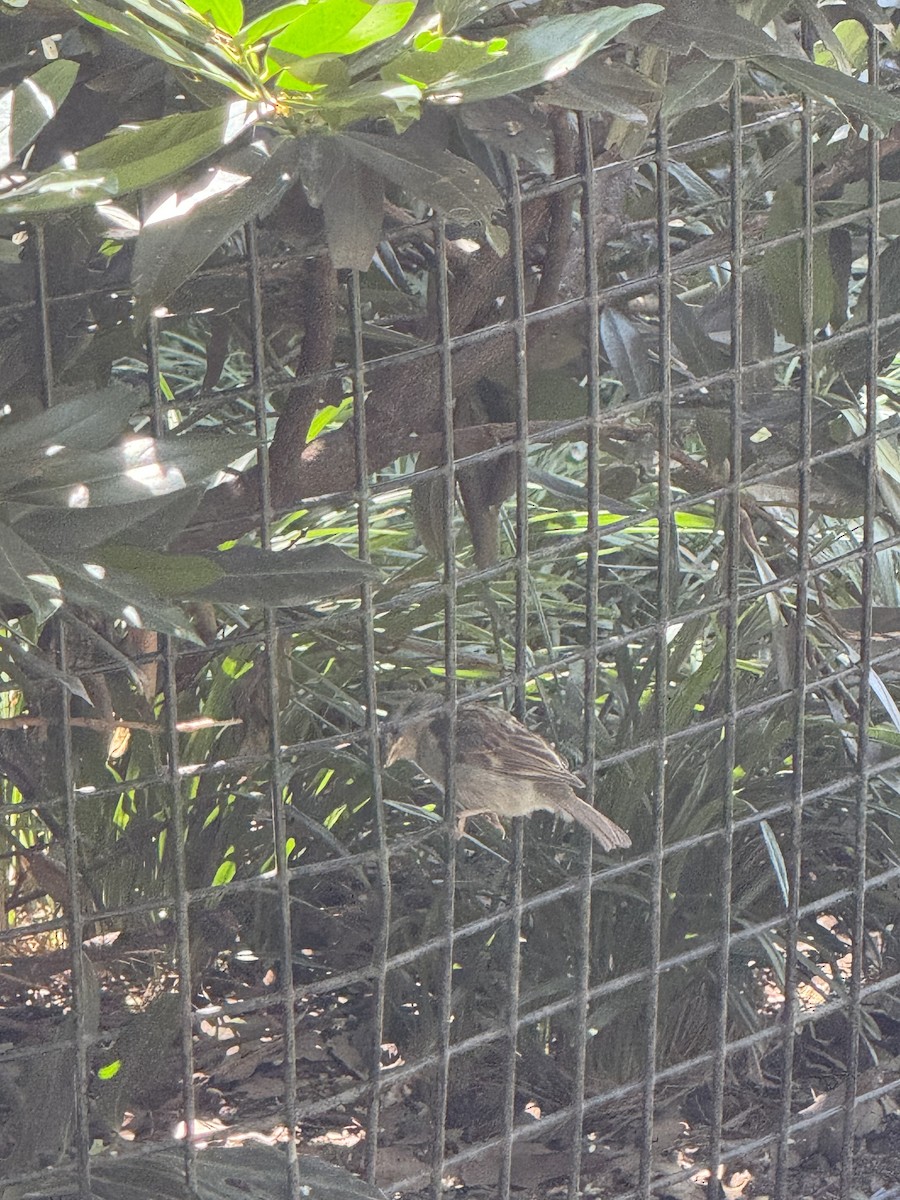 House Sparrow - ML639999389