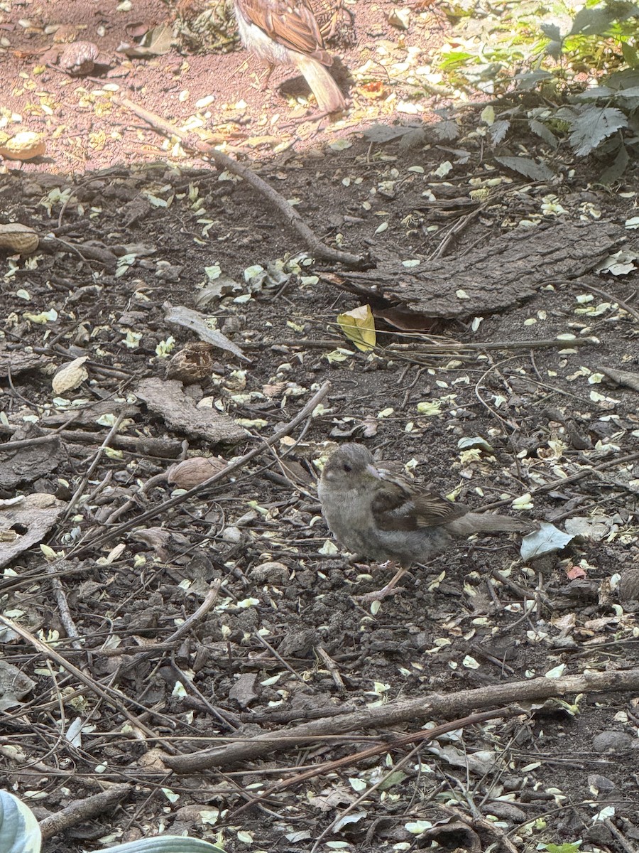 House Sparrow - ML639999390