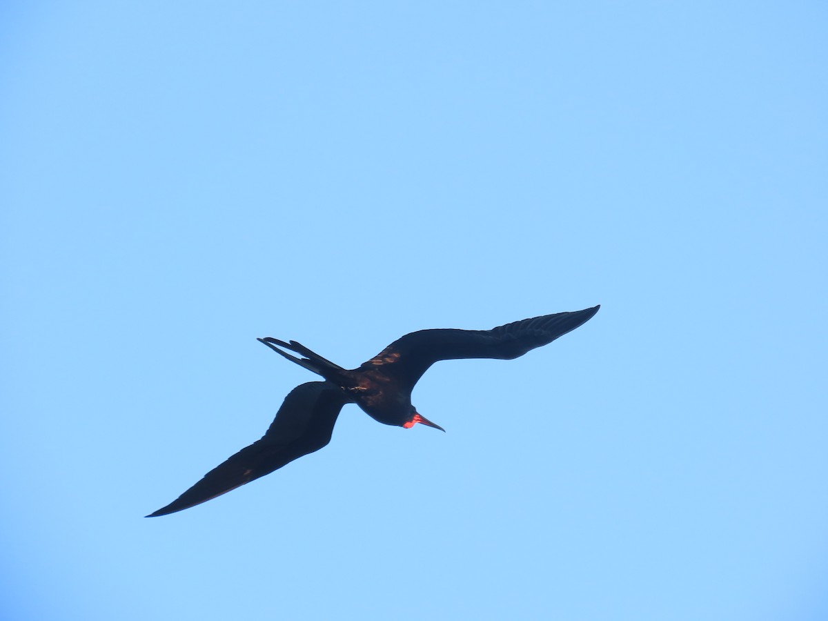 Magnificent Frigatebird - ML639999472