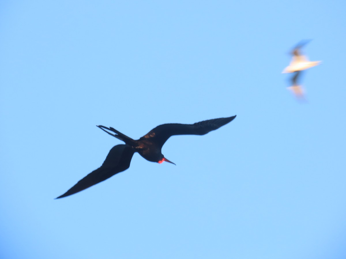 Magnificent Frigatebird - ML639999473