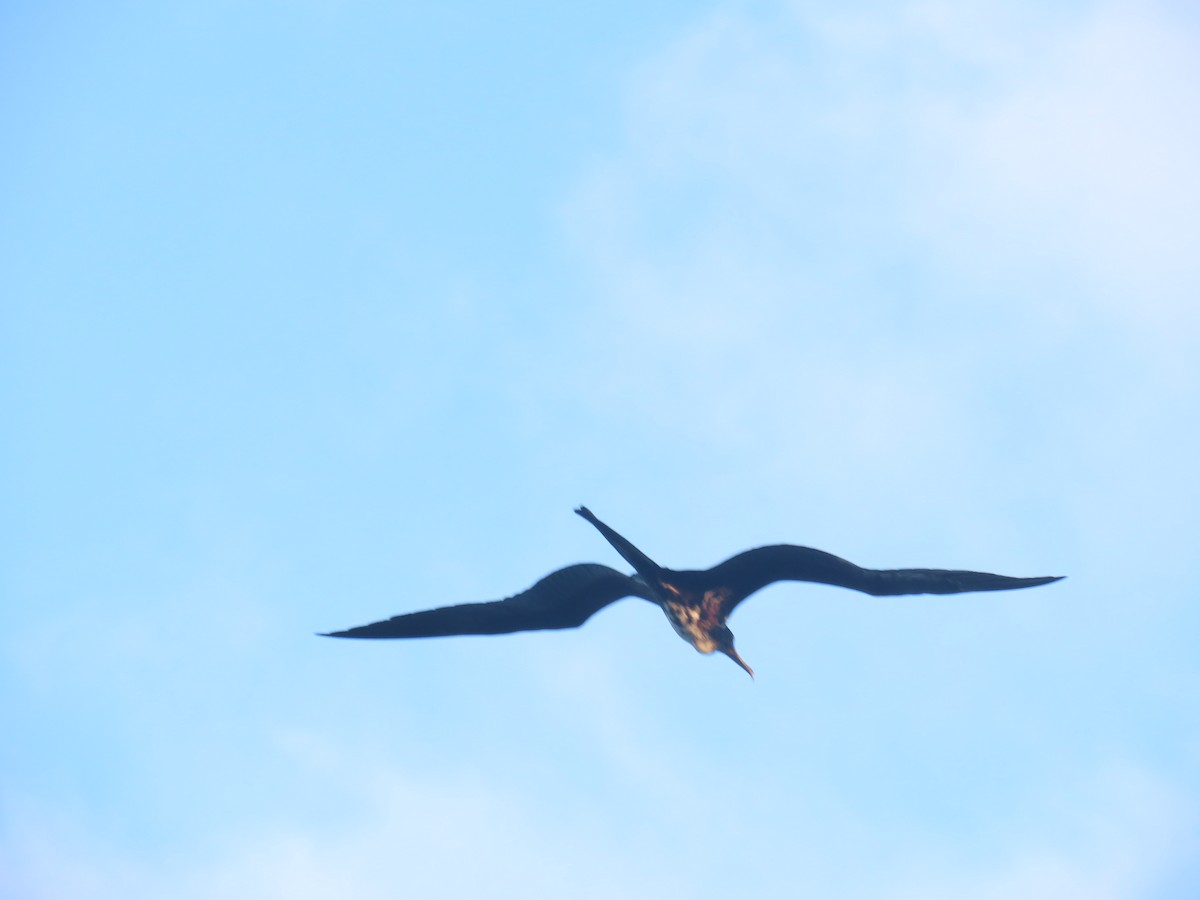 Magnificent Frigatebird - ML639999474