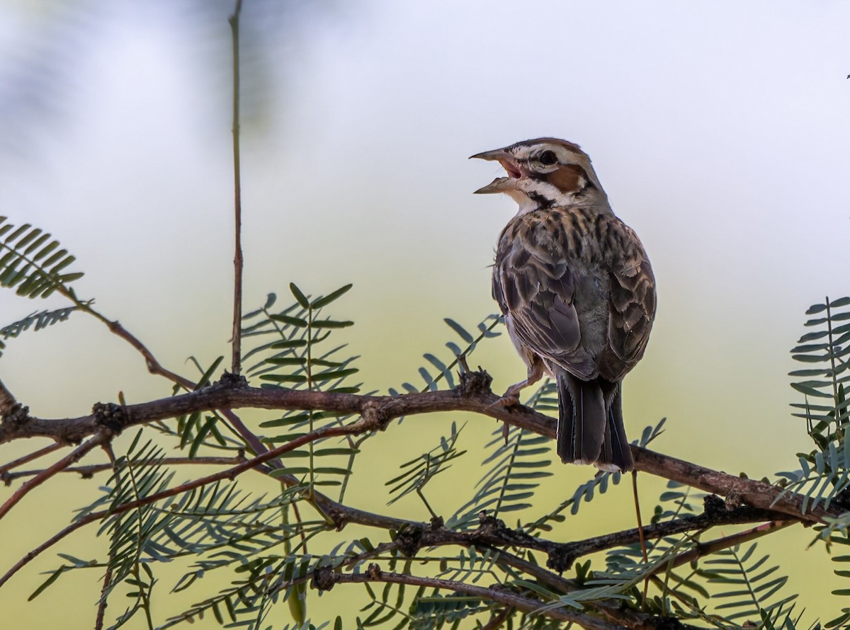 Lark Sparrow - ML639999498