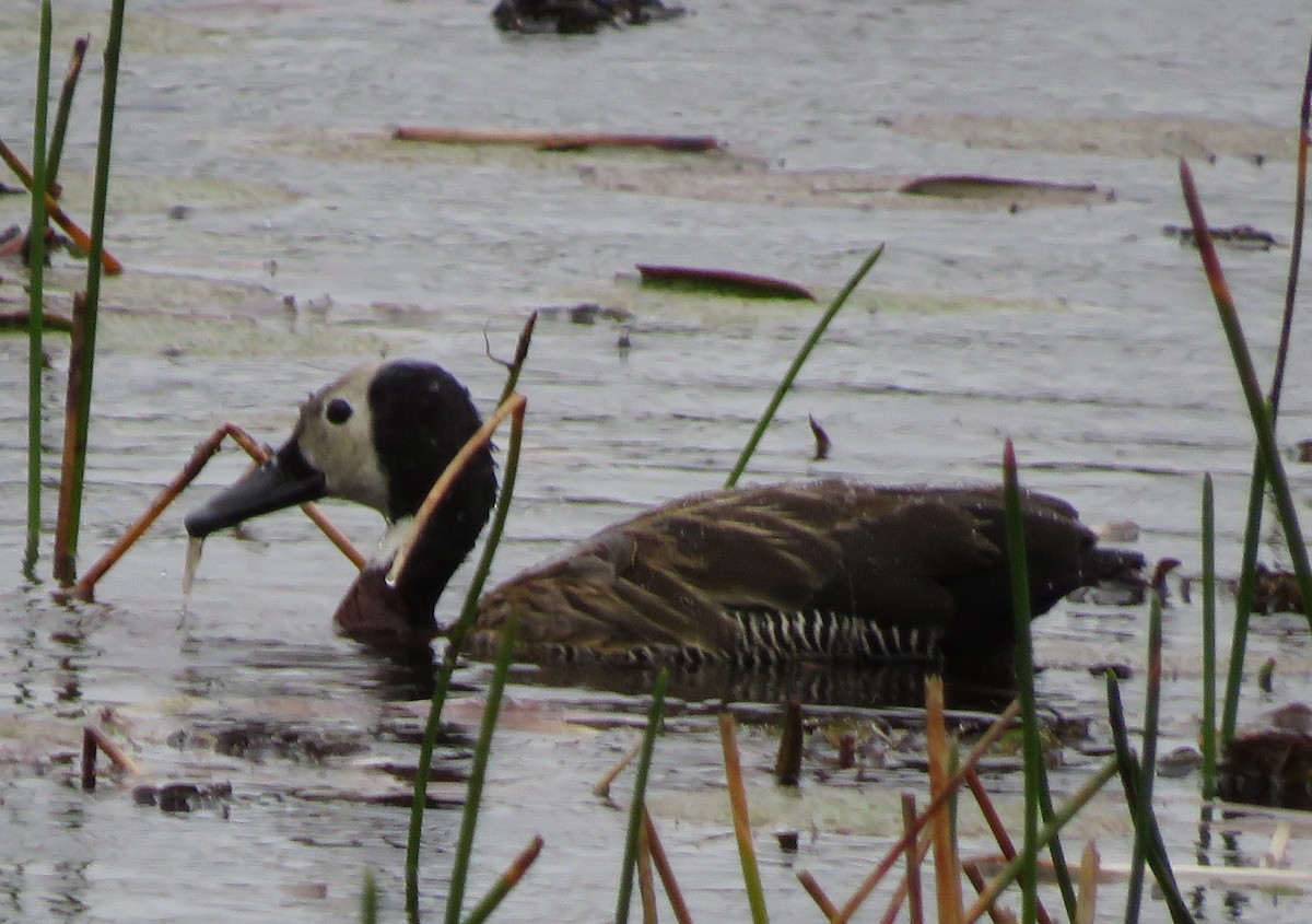 White-faced Whistling-Duck - ML639999554