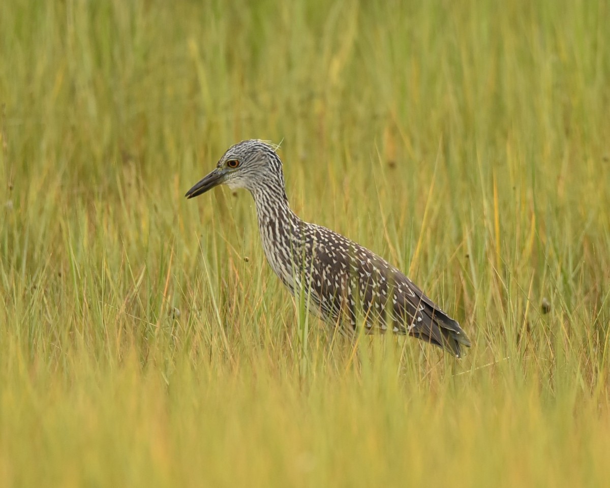 Yellow-crowned Night Heron - ML639999570