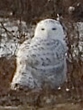Snowy Owl - ML639999634