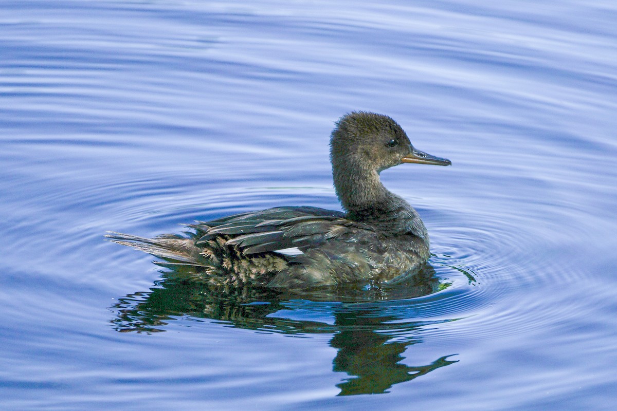 Hooded Merganser - ML639999652