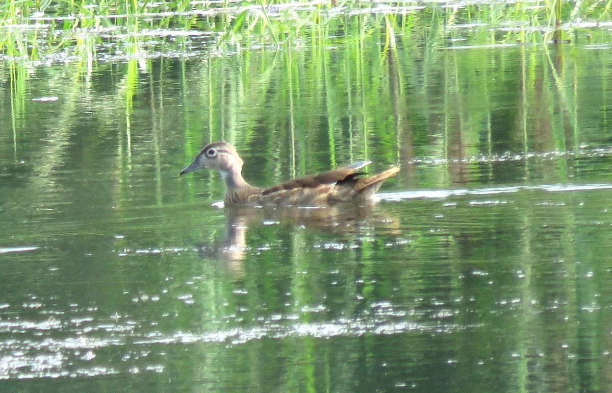 Wood Duck - ML639999682