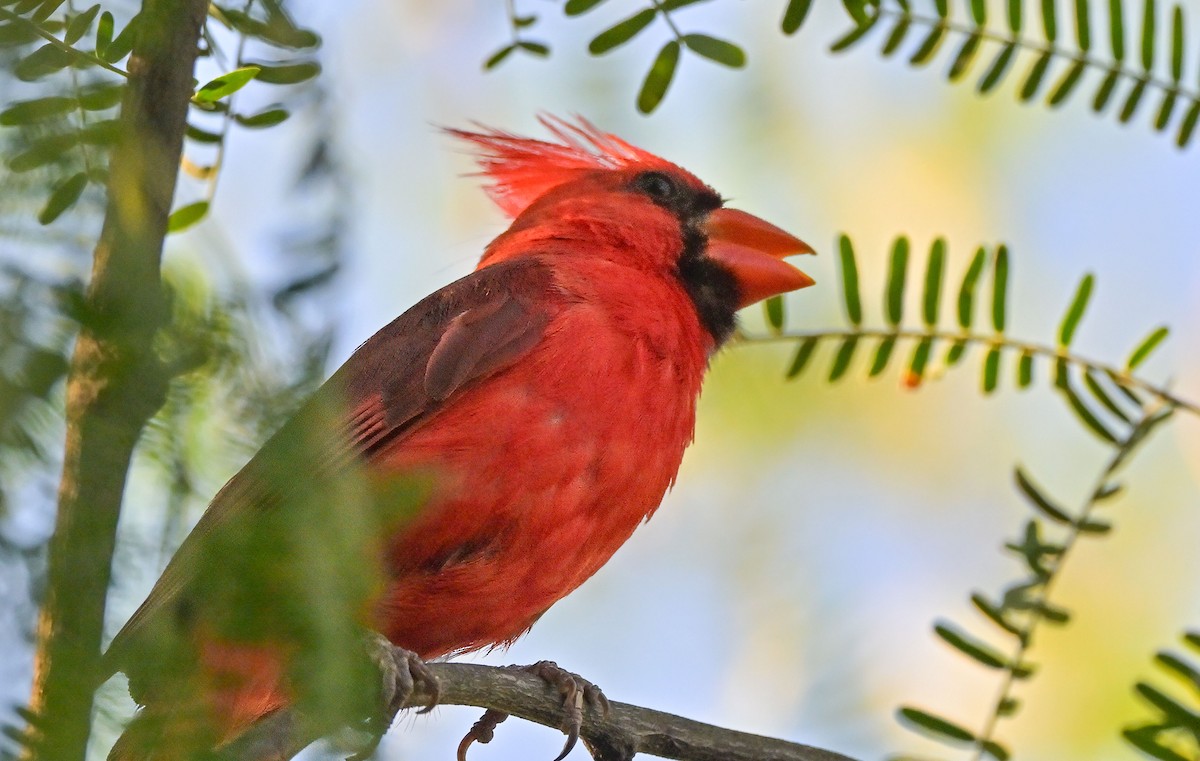 Northern Cardinal - ML639999712