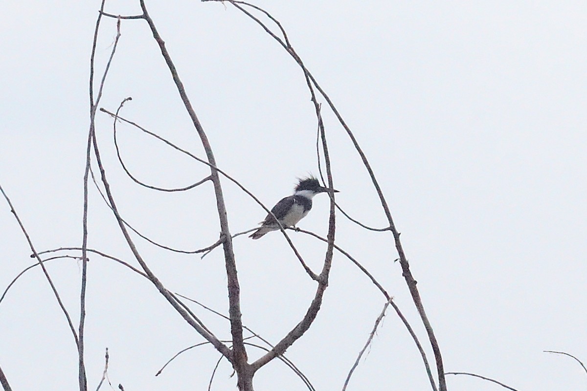 Belted Kingfisher - ML639999760
