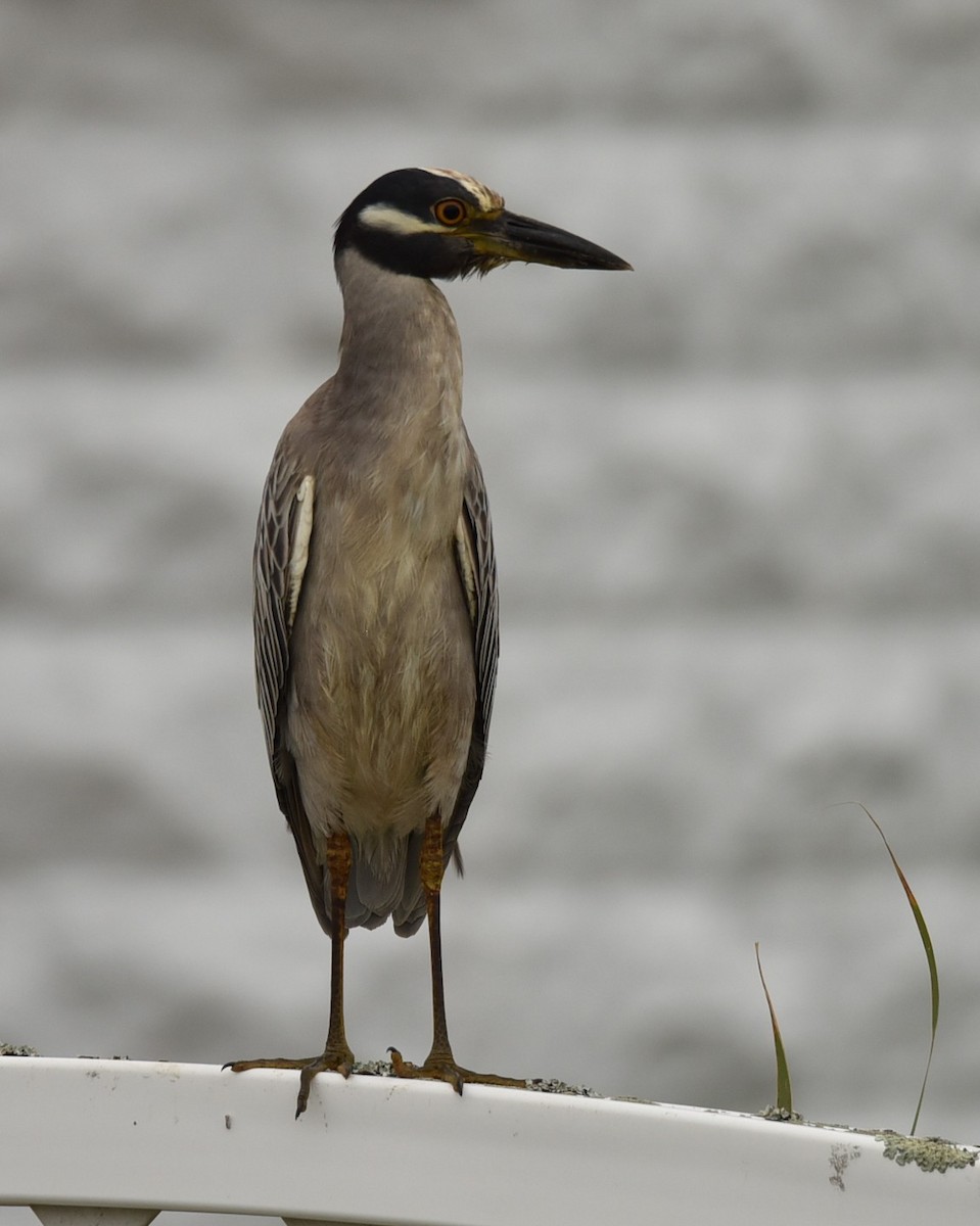 Yellow-crowned Night Heron - ML639999770