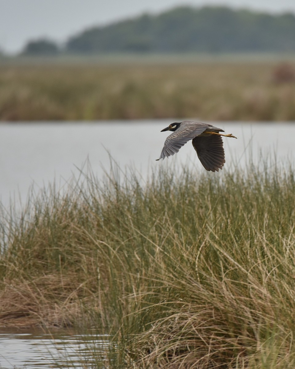 Yellow-crowned Night Heron - ML639999771