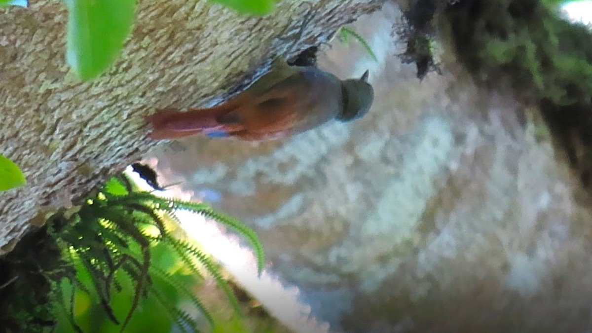 Olivaceous Woodcreeper - ML639999787