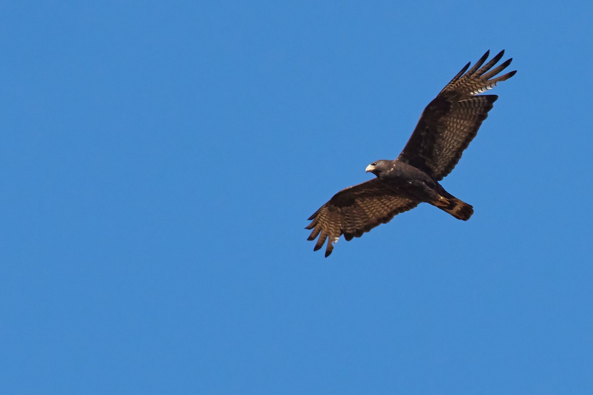 Zone-tailed Hawk - ML639999852