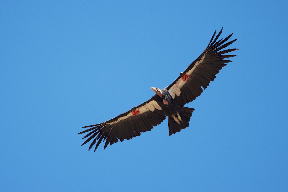 California Condor - ML639999860
