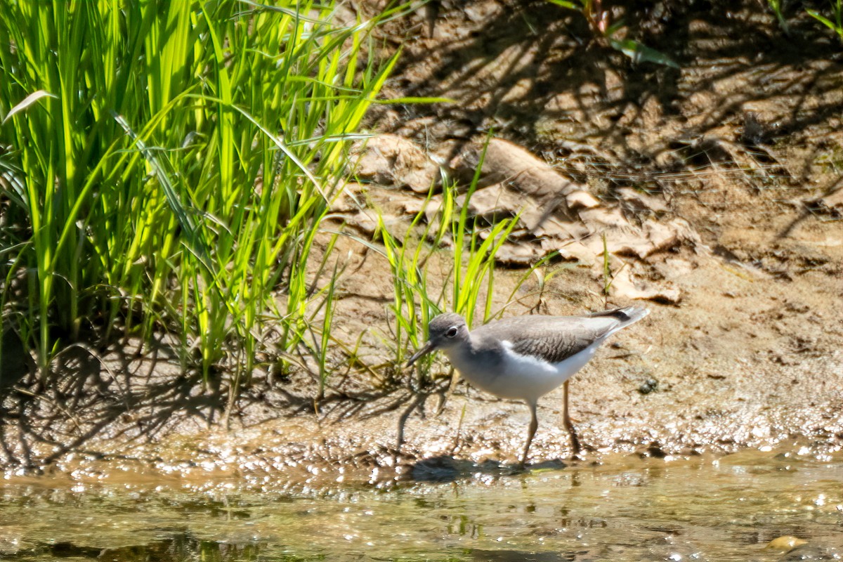 Spotted Sandpiper - ML639999914
