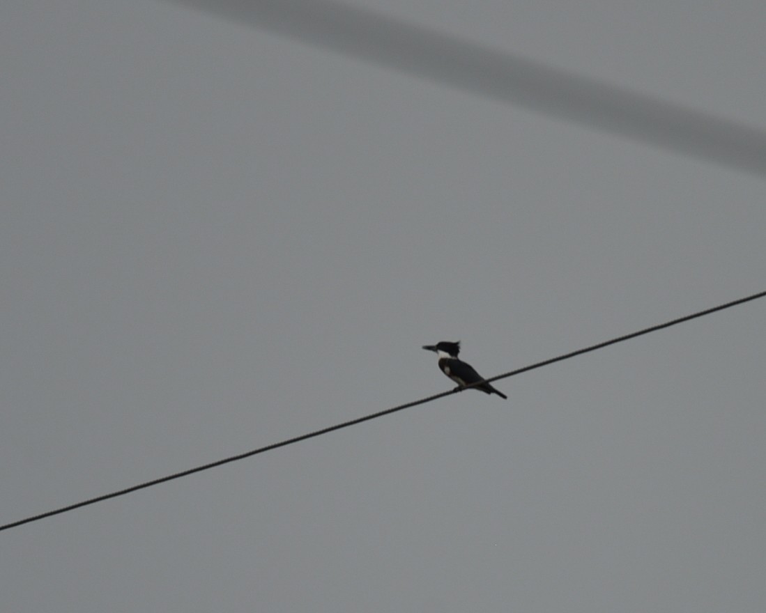 Belted Kingfisher - ML639999926