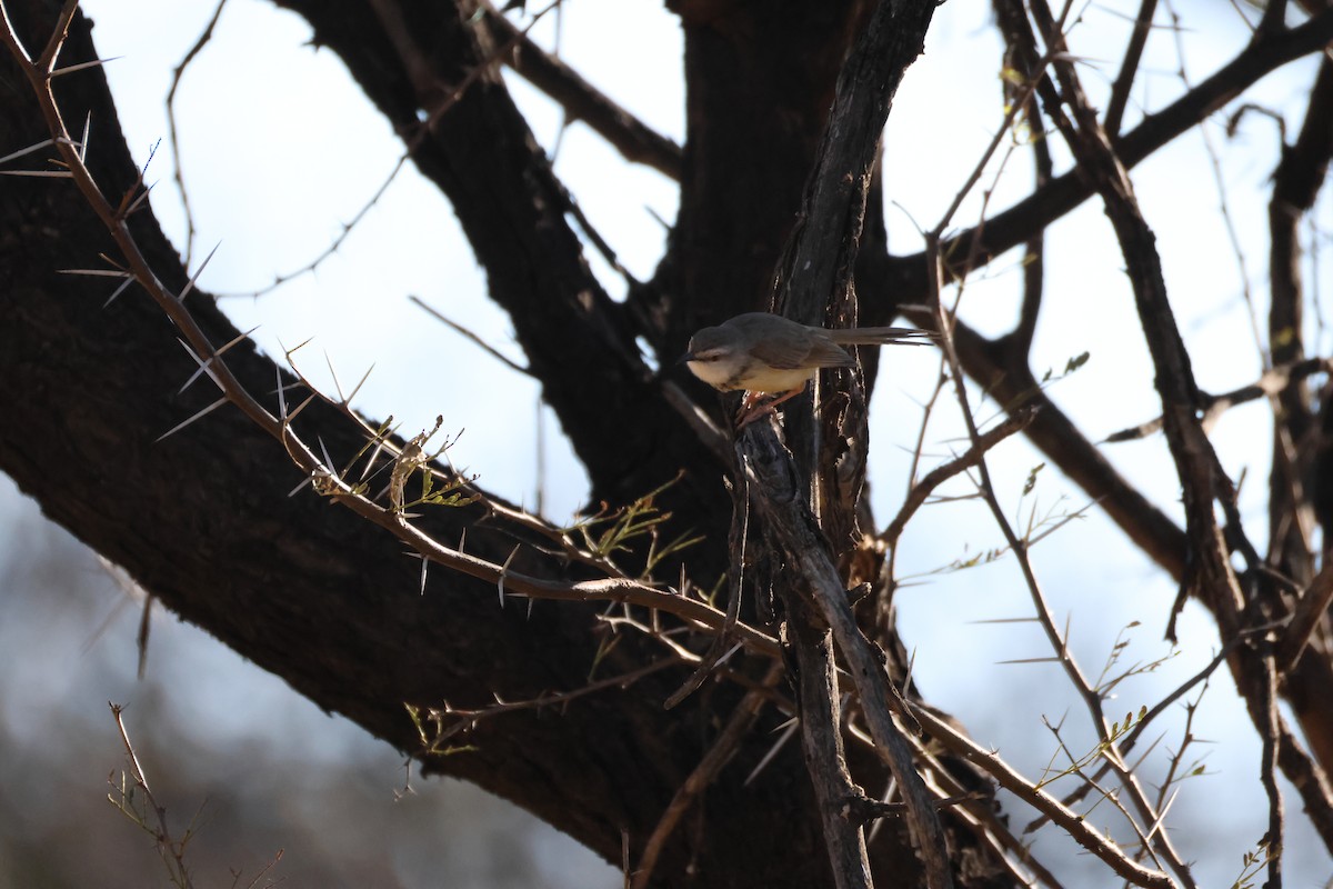 Black-chested Prinia - ML639999942