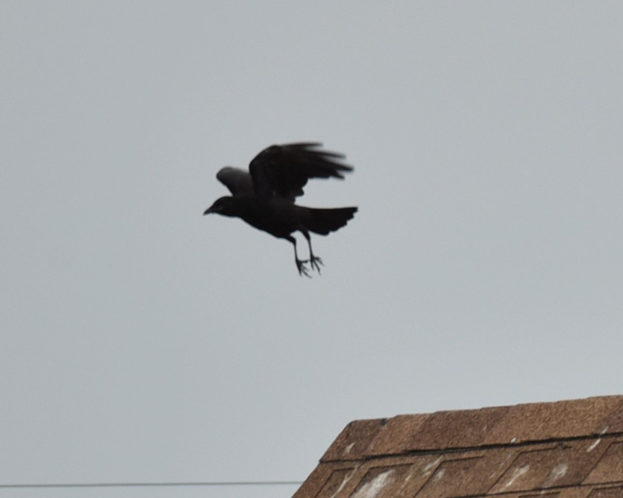 Fish Crow - ML639999943