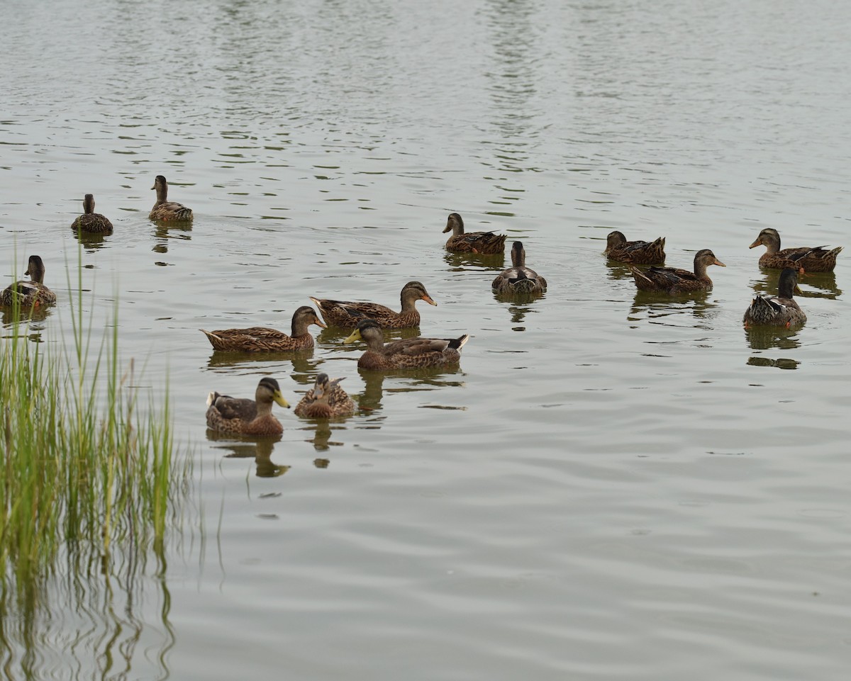 Mallard (Domestic type) - ML639999976