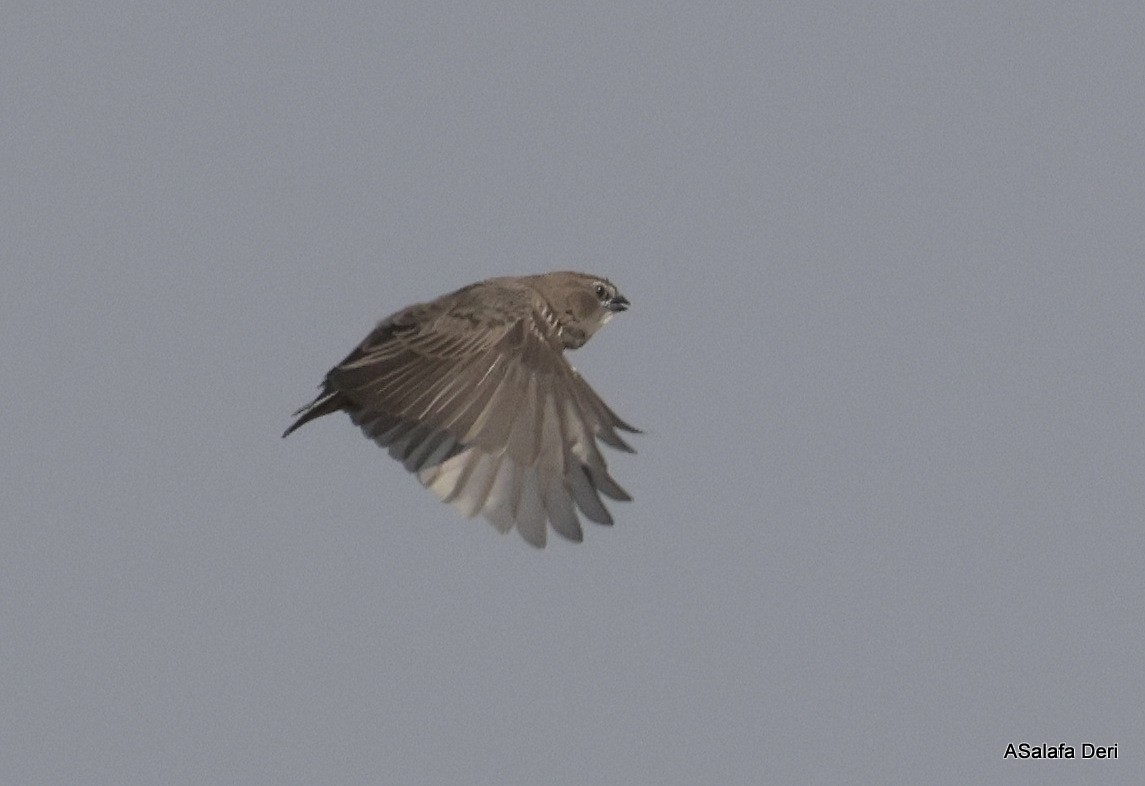 Quailfinch (Spectacled) - ML640000005