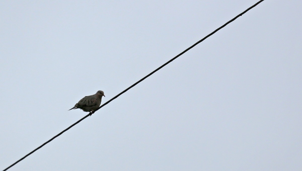 スズメバト - ML640000027