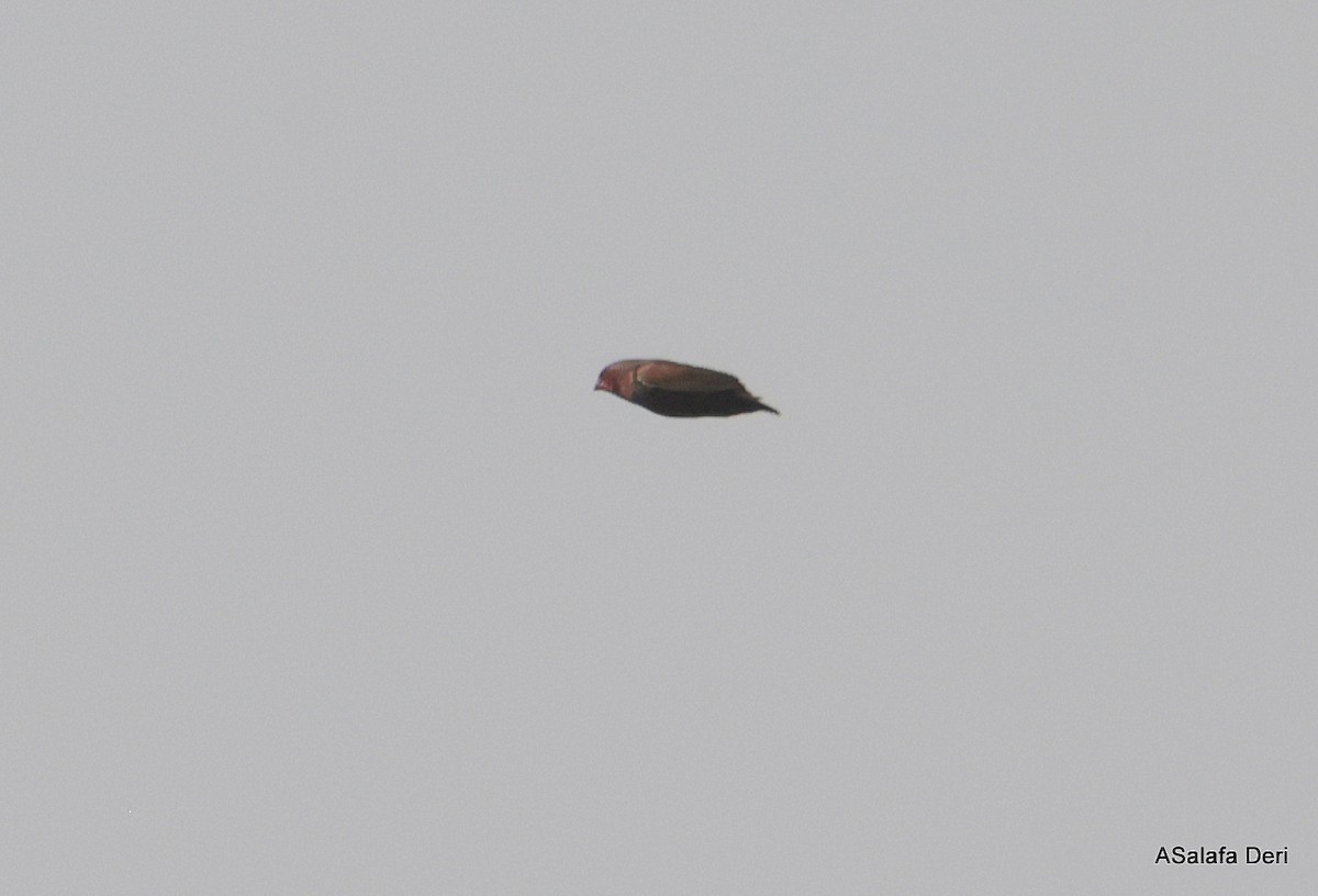Locustfinch - ML640000049