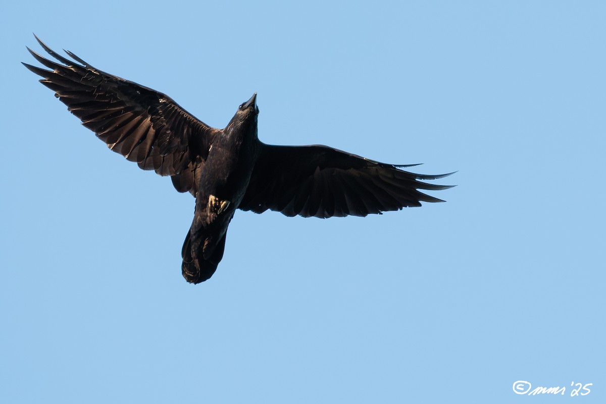 Common Raven - ML640000052