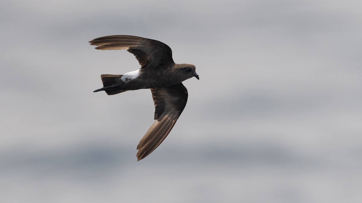 Wilson's Storm-Petrel - ML640000073
