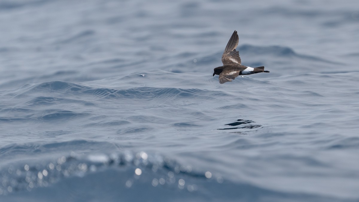 Wilson's Storm-Petrel - ML640000074