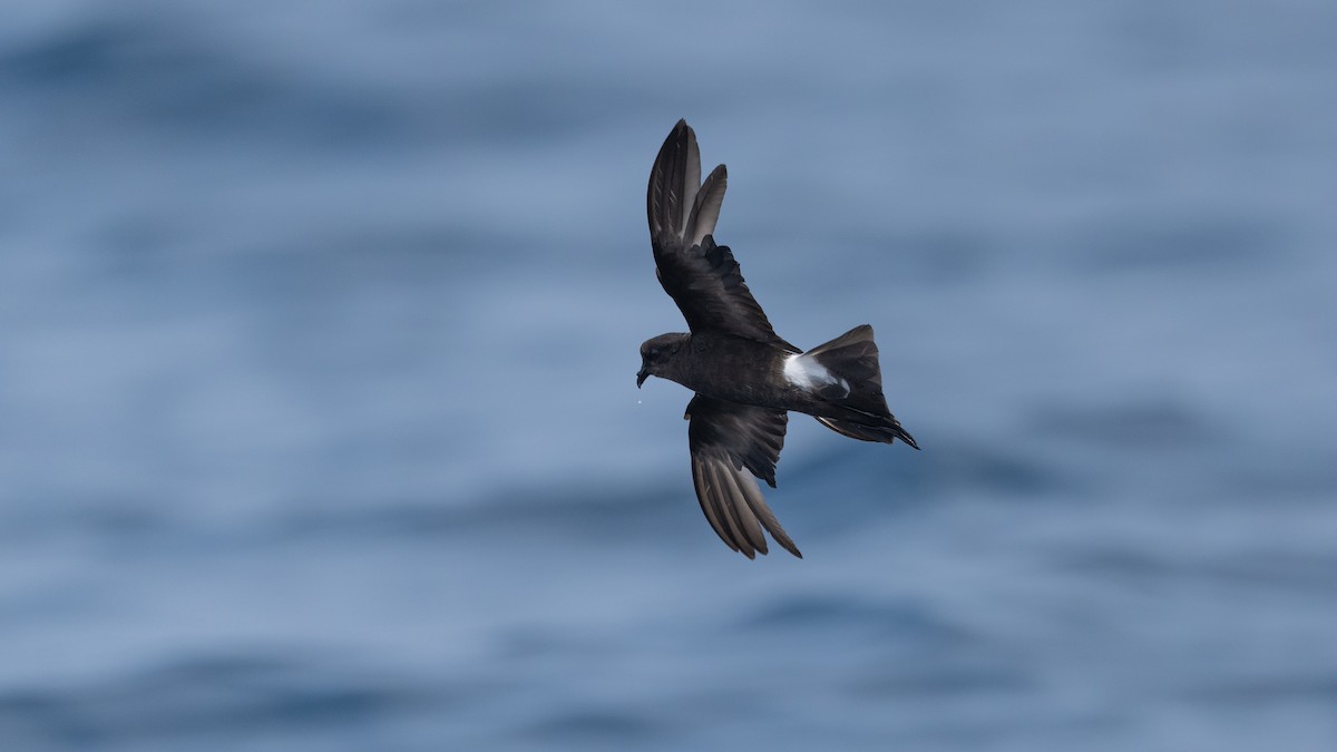 Wilson's Storm-Petrel - ML640000075