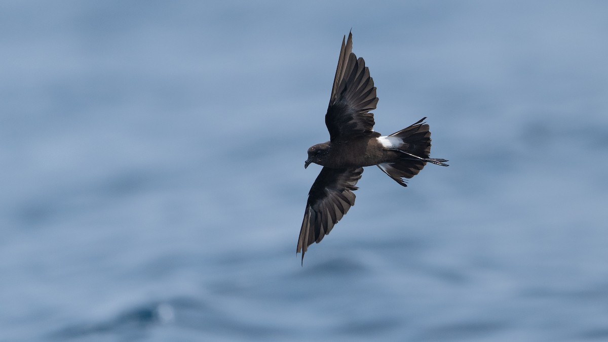 Wilson's Storm-Petrel - ML640000107