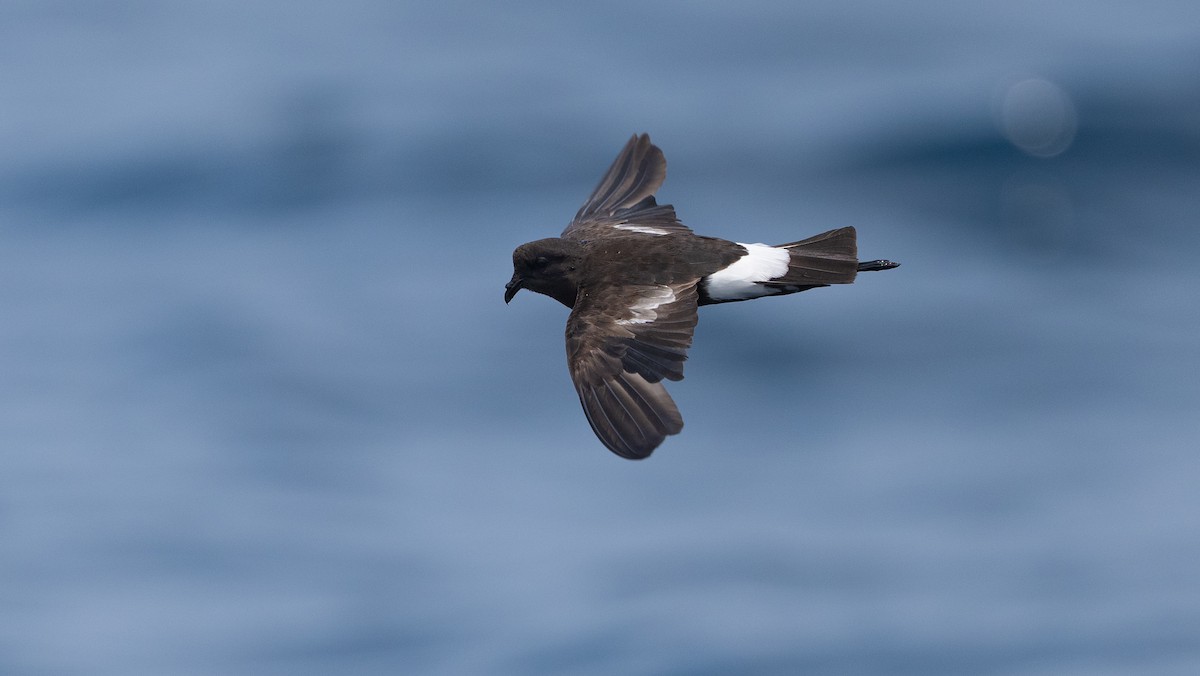 Wilson's Storm-Petrel - ML640000108