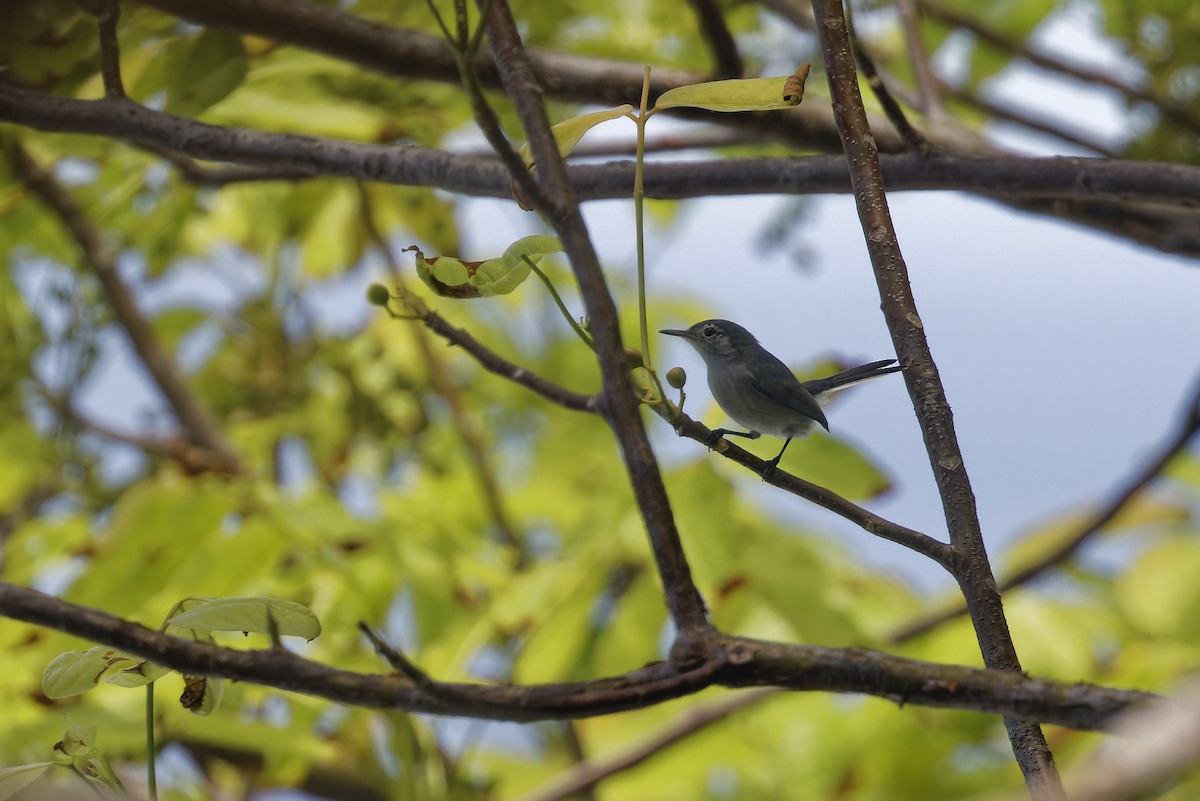 White-browed Gnatcatcher - ML640000159