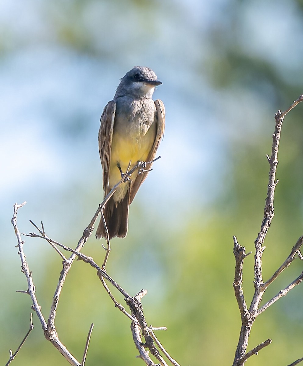 Cassin's Kingbird - ML640000278