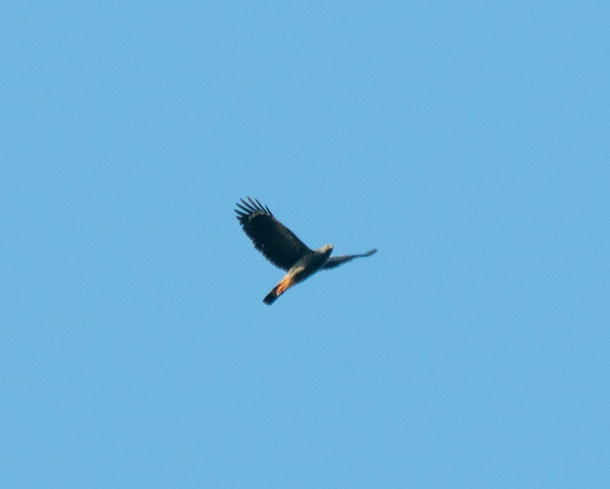 Crane Hawk - ML640000306