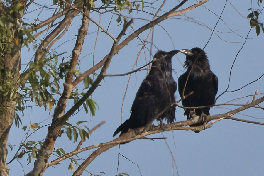 Common Raven - ML640000323