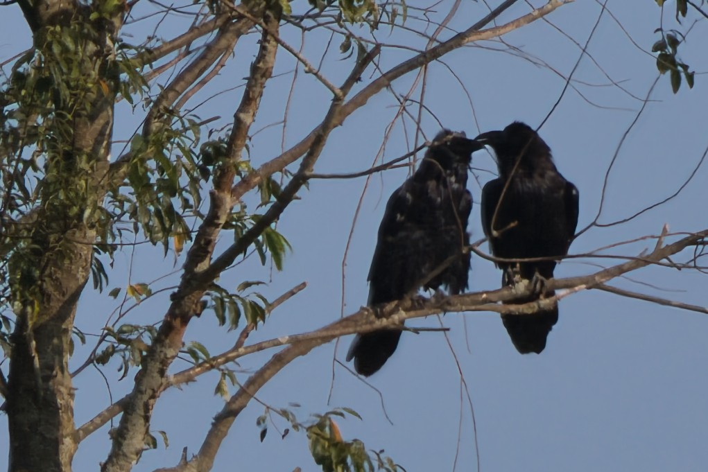 Common Raven - ML640000364