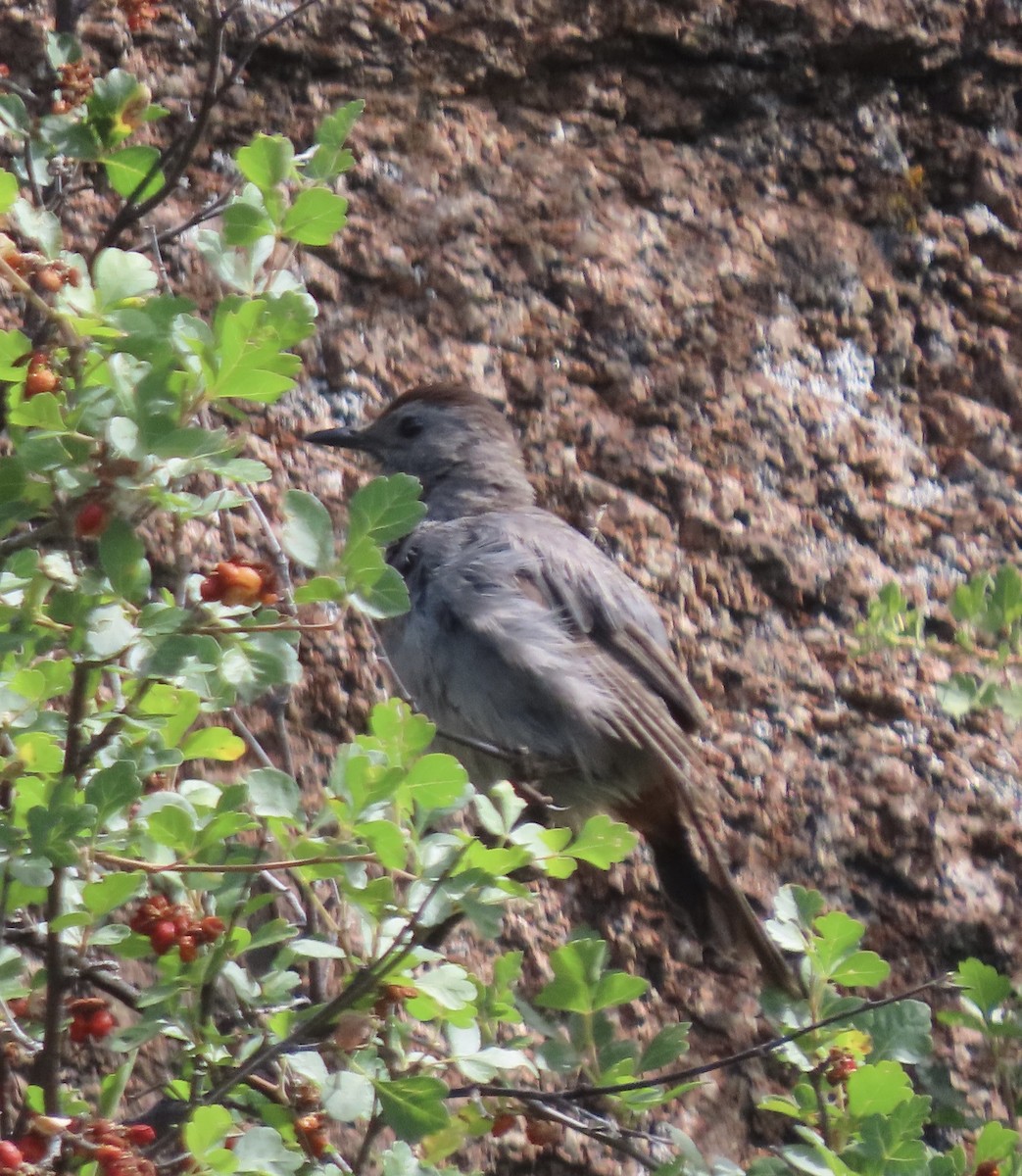 Gray Catbird - ML640000383