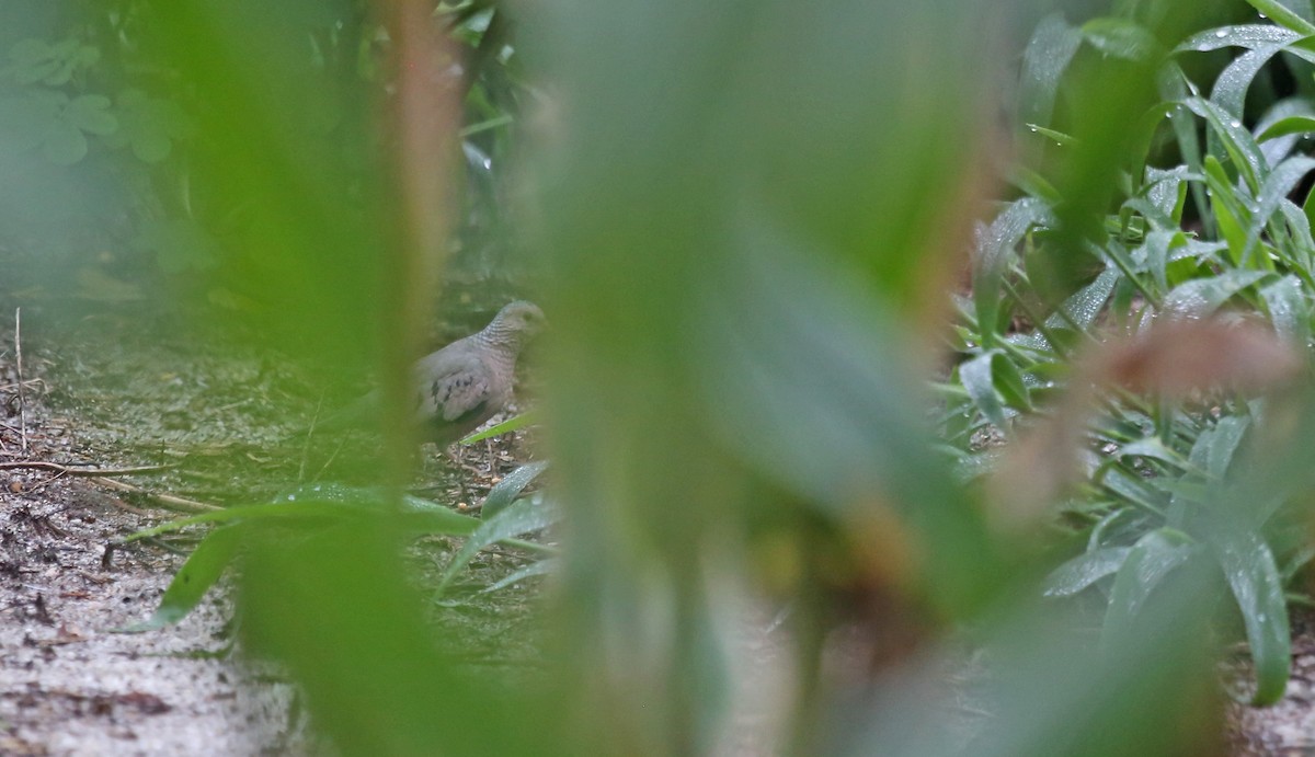 スズメバト - ML640000384