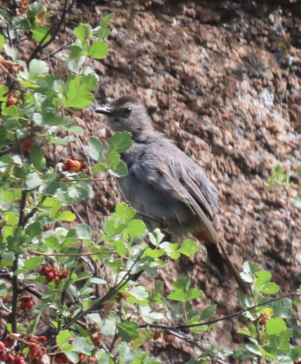 Gray Catbird - ML640000386