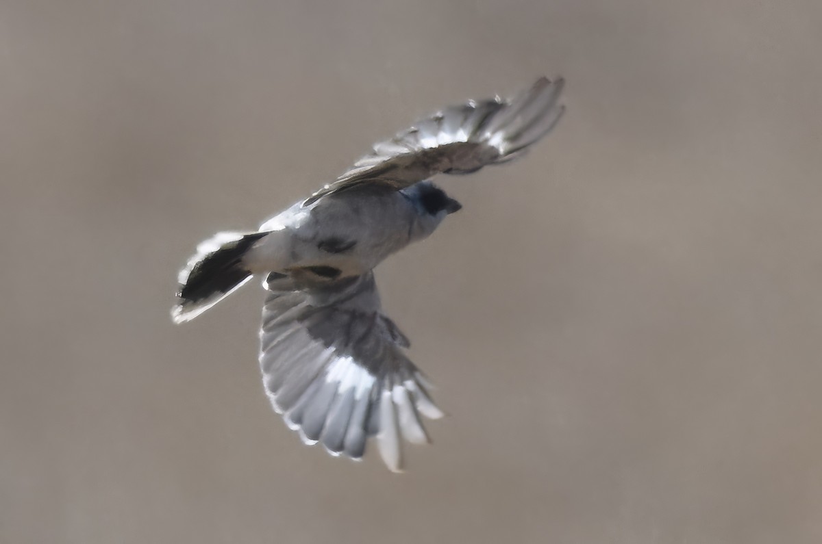 Loggerhead Shrike - ML640000404