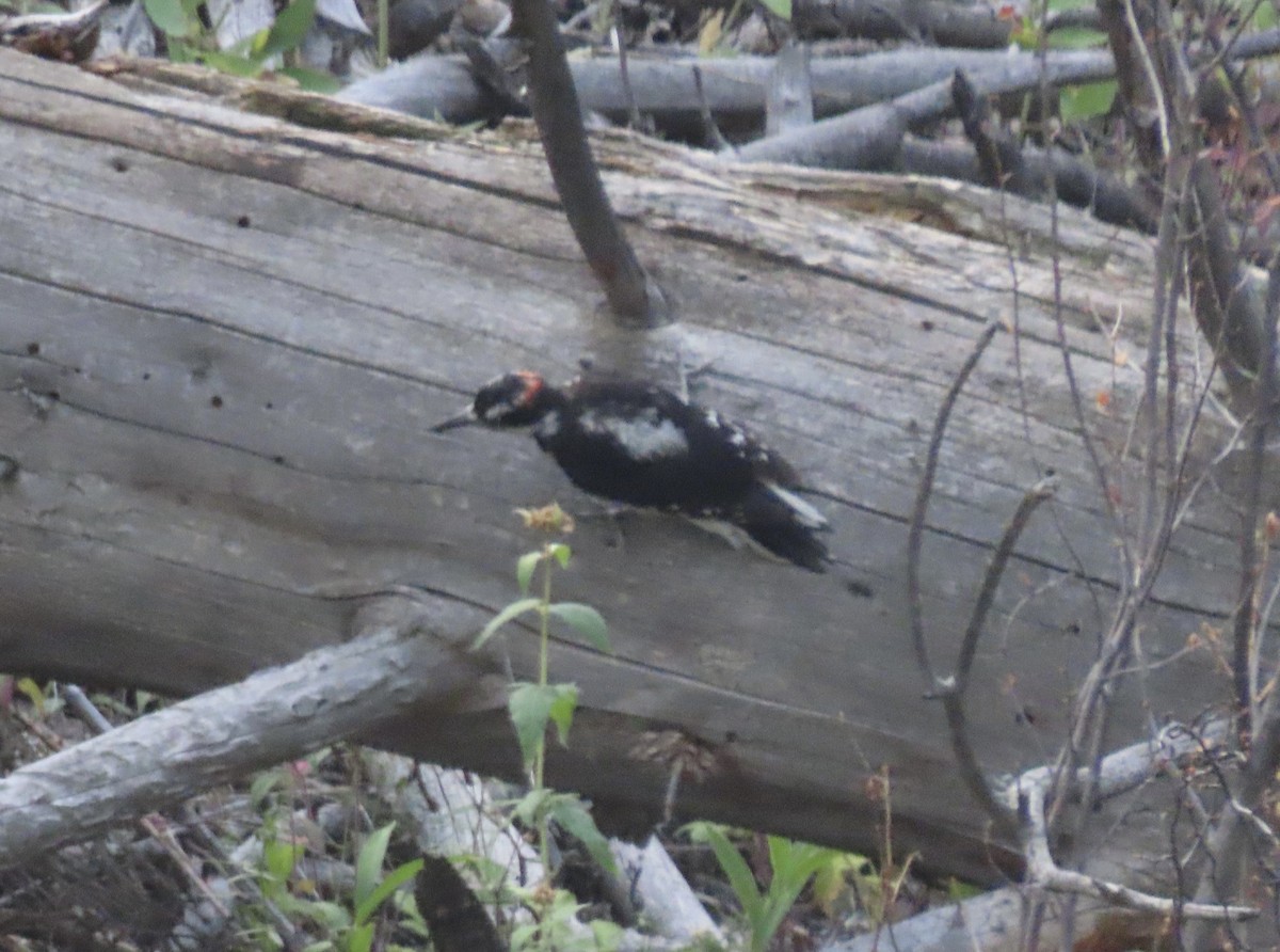 Hairy Woodpecker - ML640000408